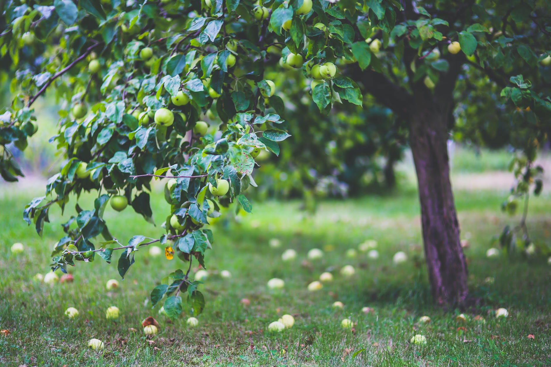 La frutta, coltivazione fondamentale per l’agricoltura torinese